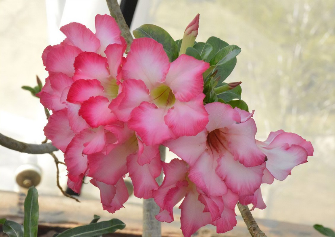 怎么把沙漠玫瑰养成啤酒肚,重瓣沙漠玫瑰养殖方法