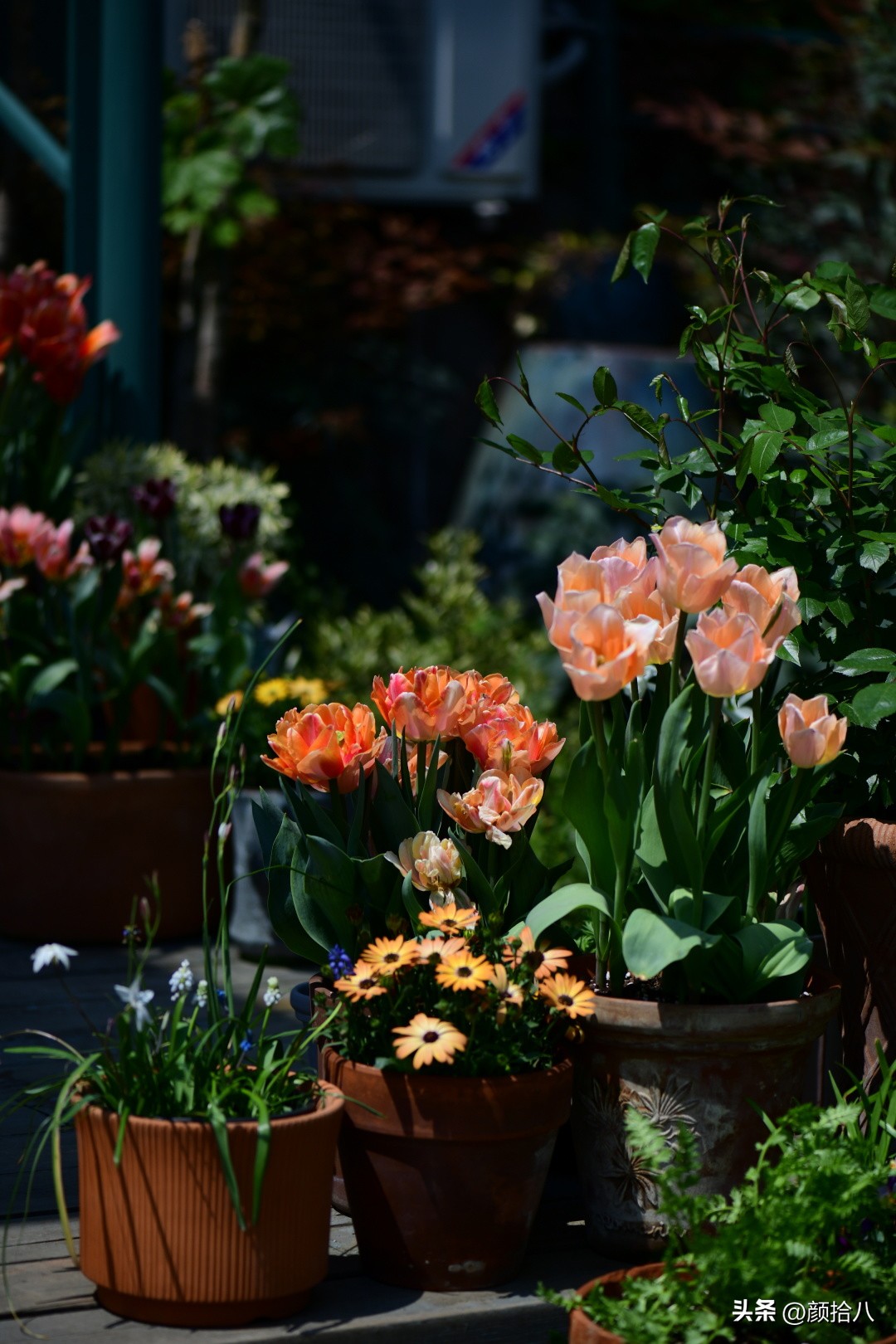 盘点今年河马花园里最美的几款郁金香|园丁