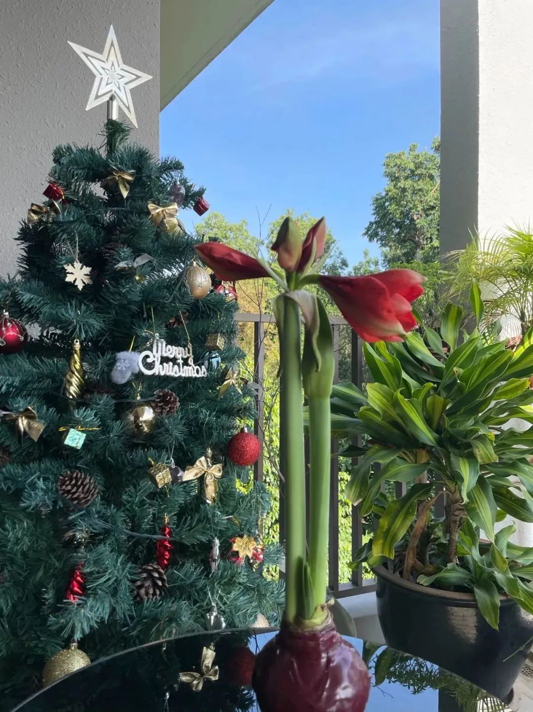 鲜花在水里能养几天会死,新加坡盆栽花卉怎么养