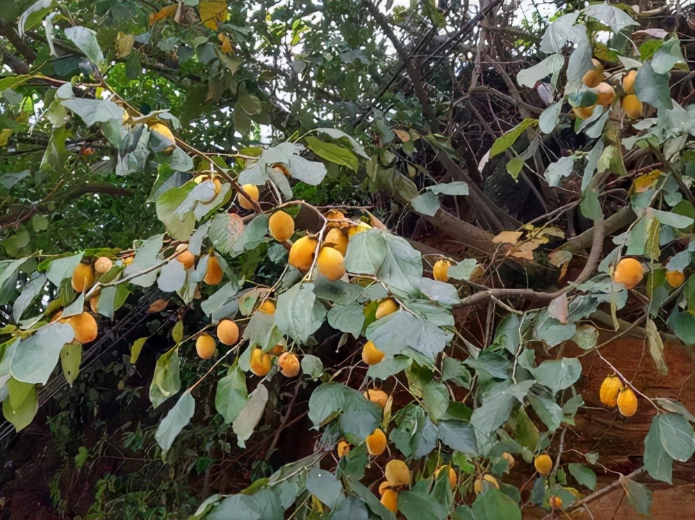 农村常见野生植物你都认识吗,农村常见植物野果