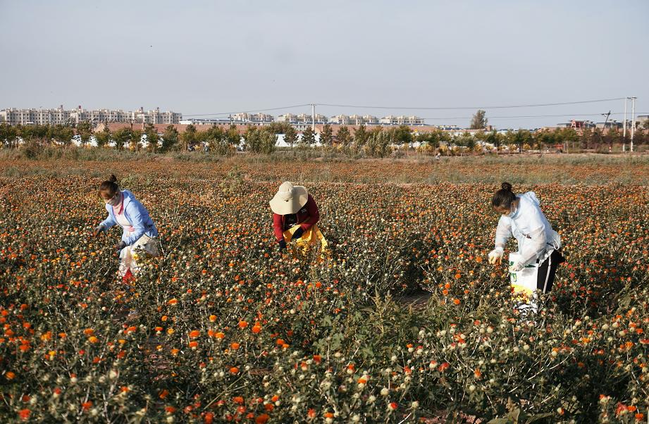 今年红花什么时候采摘,红花夏季最佳采摘时间