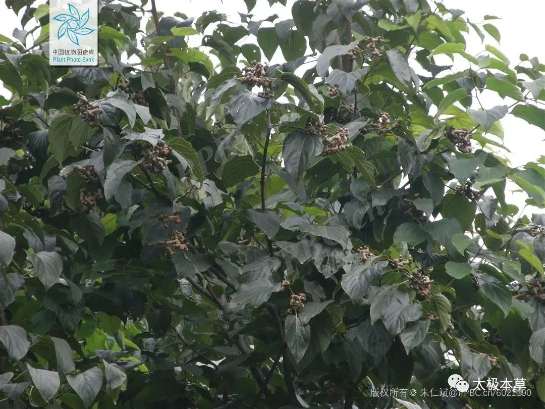 枳椇子的解酒功效,解酒药枳椇子怎么使用