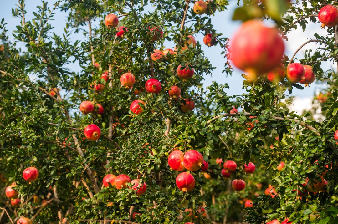 当我请出秋天的“顶榴”，阁下该如何应对？