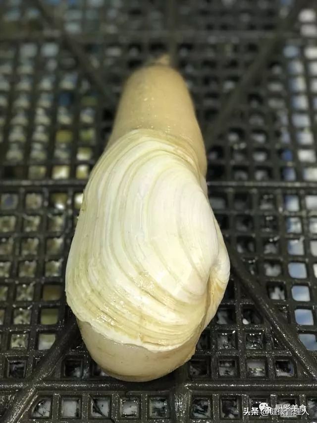 海鲜贝类品种大全及名字,22种海鲜贝类做法大全