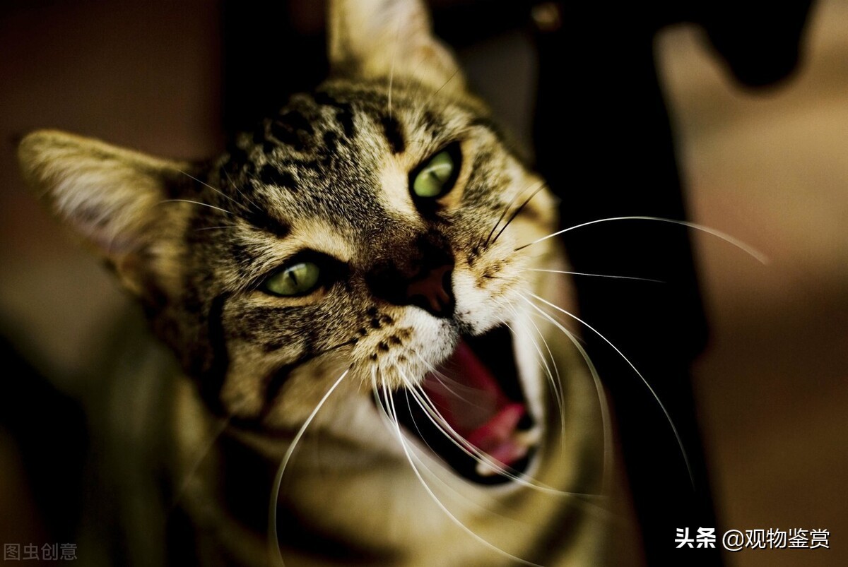 猫不会说话表达什么意思,猫不会说话用行动表达爱