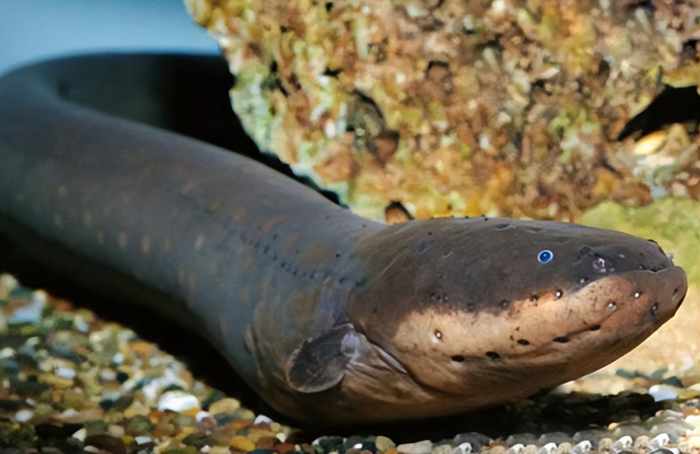 鳄鱼袭击电鳗打法视频,鳄鱼袭击鳗鱼