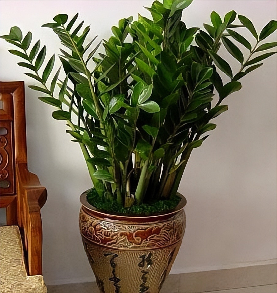 家里卧室养什么绿植最好养又招财,家中养这3种花最招财镇宅