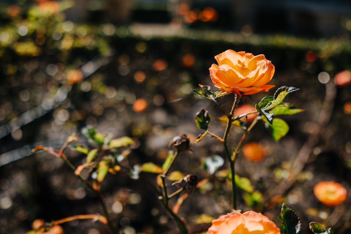 怎么搞定怕麻烦的男人,女人想要搞定优质男人用一个方法