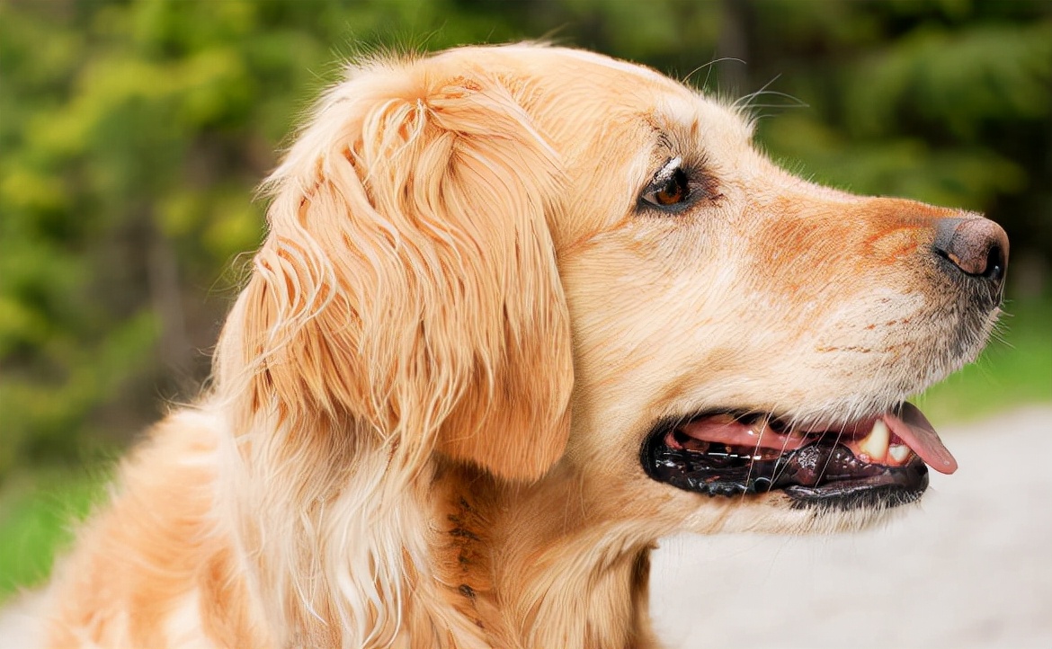 金毛的掉毛怎么处理比较好,金毛掉毛最快解决方法