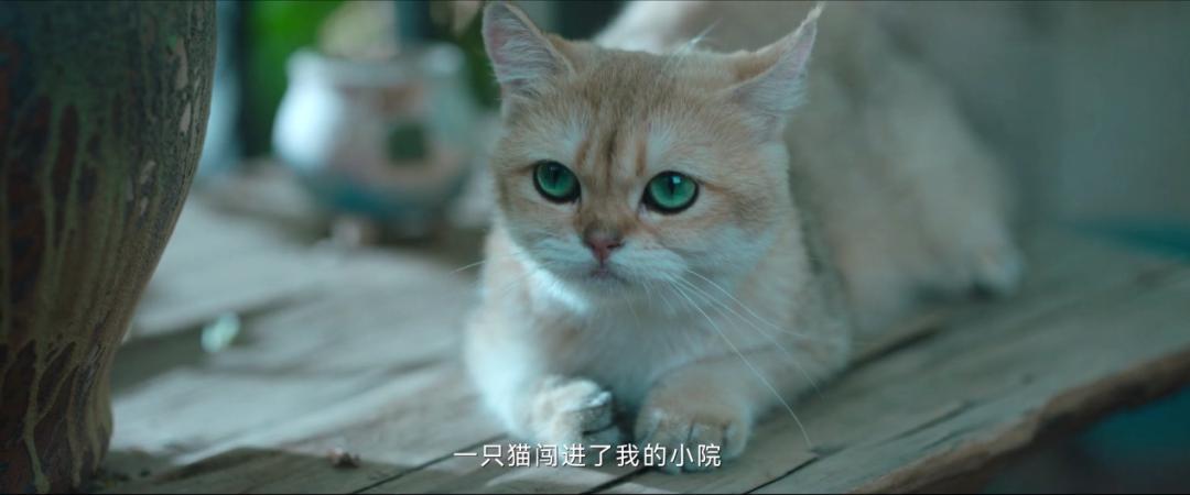 闫妮《外婆的新世界》讲解,外婆的新世界闫妮后期