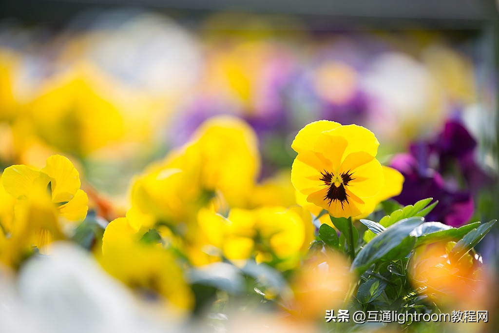 300mm还是500mm长焦镜头,入门级70-300长焦镜头推荐