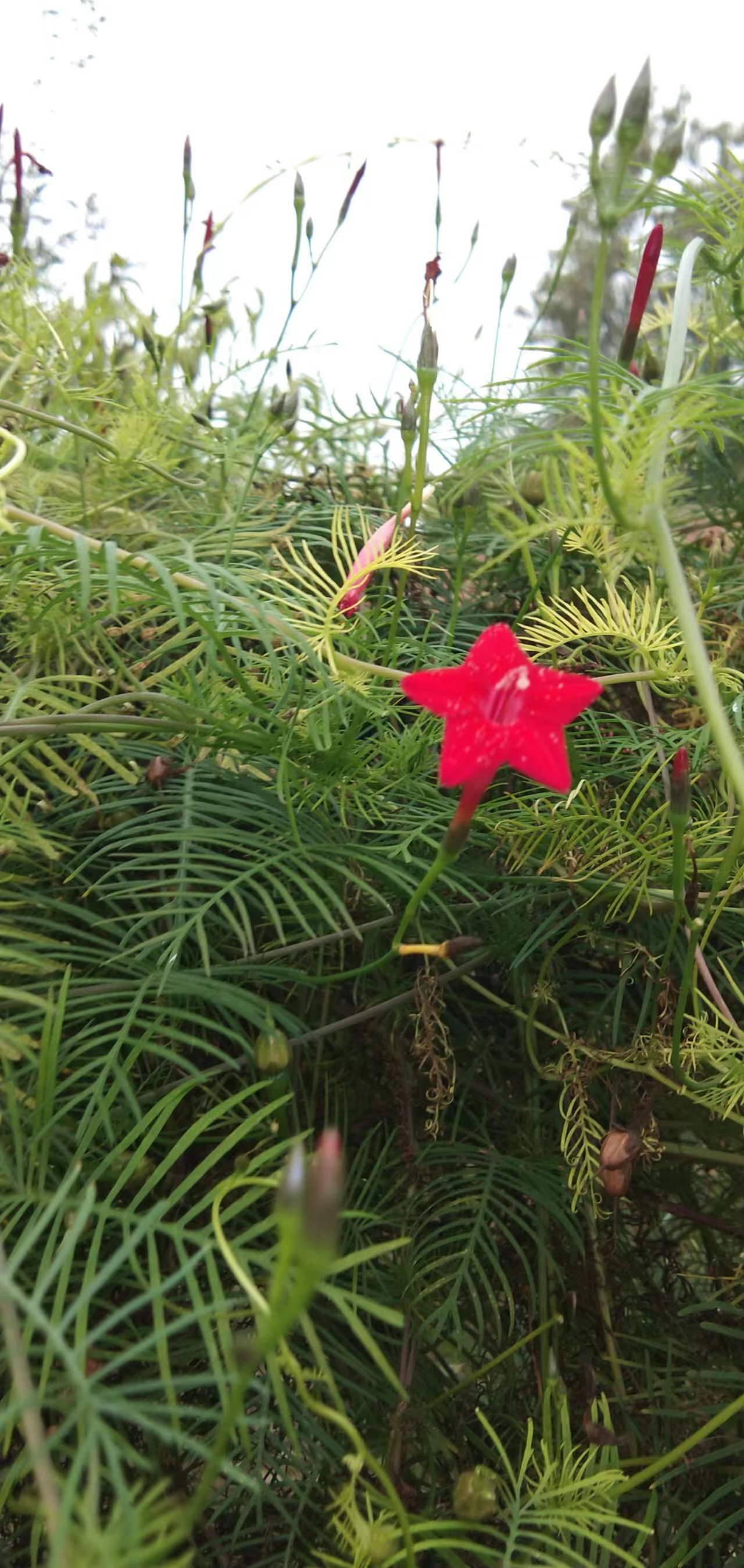 过年期间庭院开的草花,过年庭院开的花有哪些