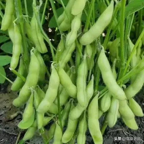 作物增产小技巧,农作物增产剂配方