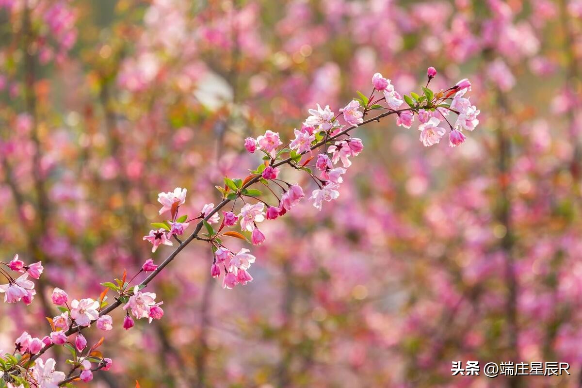 海棠花的特点与象征意义,海棠花的特点及象征意义是什么