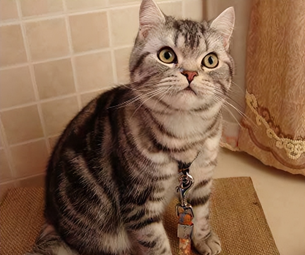 常见的18种宠物猫,性格、价钱和寿命一览