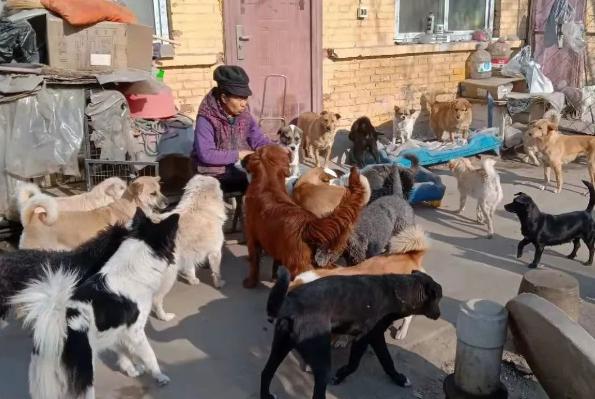 瘫痪狗狗惨遭主人遗弃,狗狗被遗弃到救助站