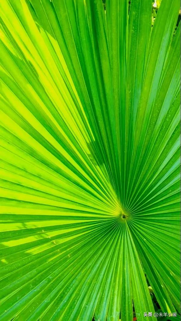 超清超美独一无二手机壁纸图片,养眼养心的壁纸