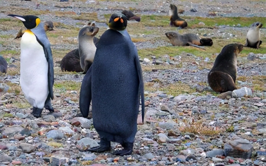 世界上最可怕的10种变异蜗牛,世界上最稀有的蜗牛品种