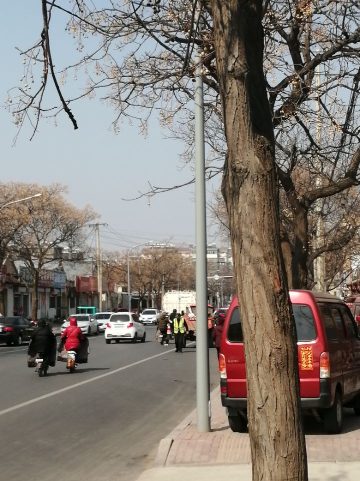 苦楝树，优良的园林绿化树