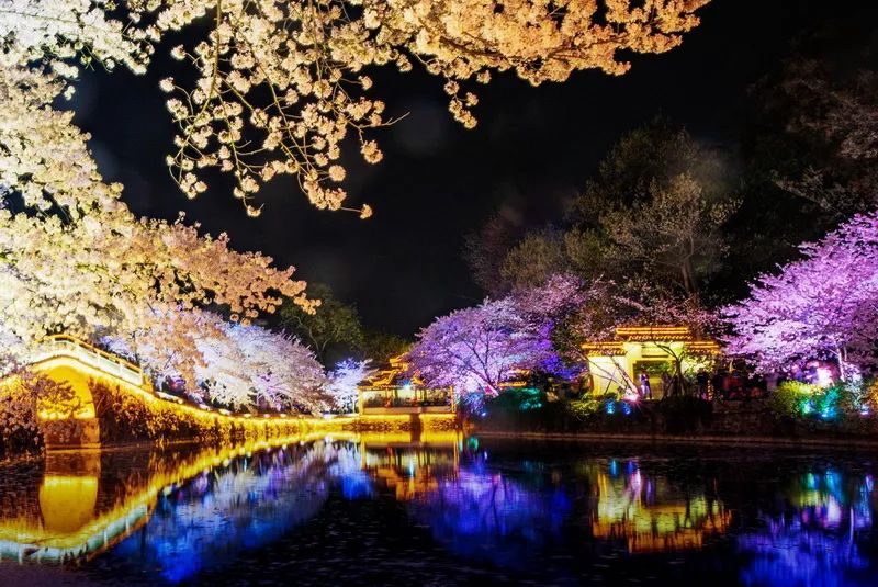 东湖樱花春色满园,发现绝美樱花