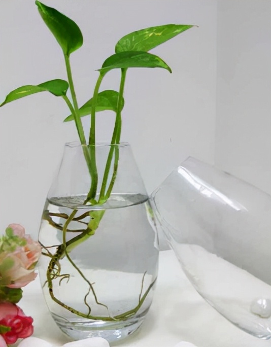 绿萝的养护方法和注意事项,绿萝怎么扦插才能爆满盆