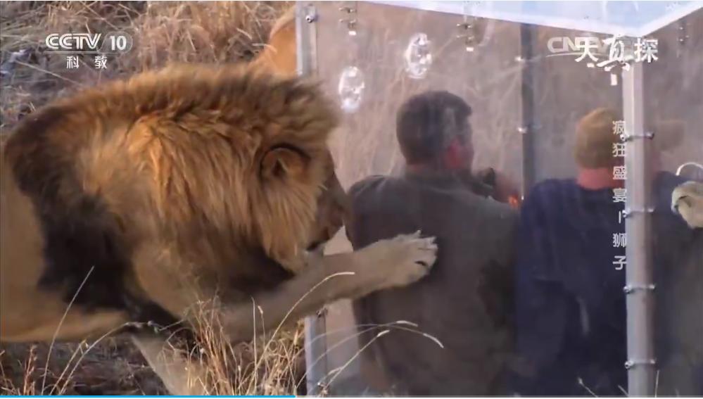 两个外国人吃狮子,两个外国人挑战被各种生物咬