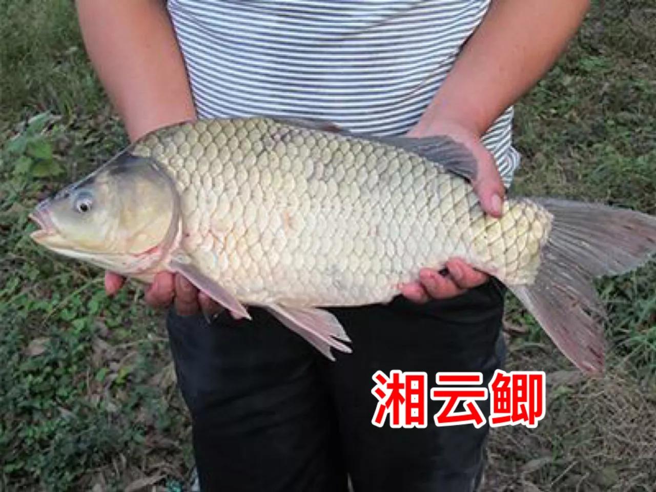 2020年禁养水产类名单,国家禁止放生的鱼类有哪些