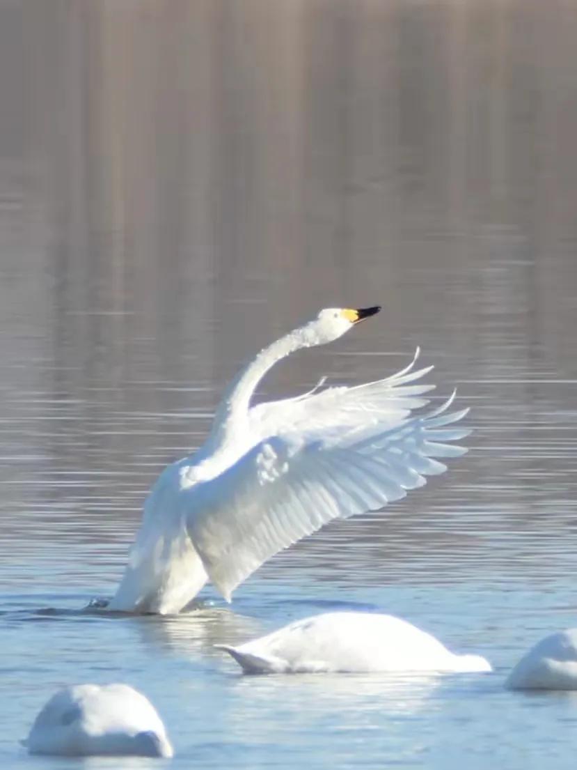 北征北纬南征南纬,北征南战全文
