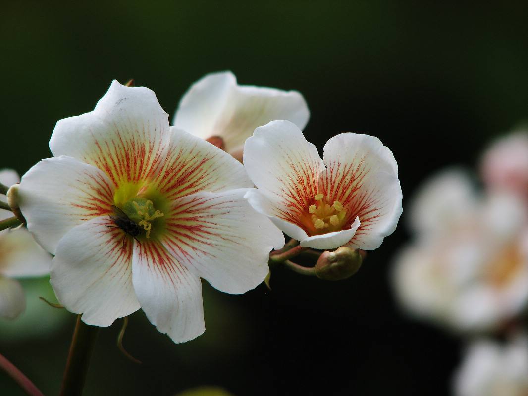 乡土散文合欢花,桐花时节散文