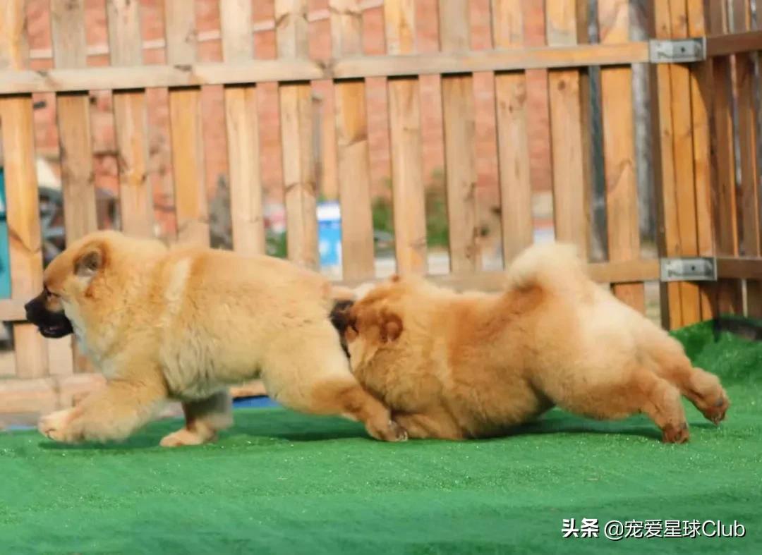 猛犬松狮犬图片,松狮犬是大型犬还是小型犬