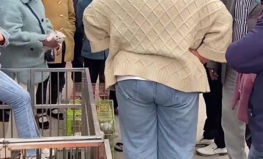 新手买猫去宠物店被老板骗,宠物店买猫被骗了