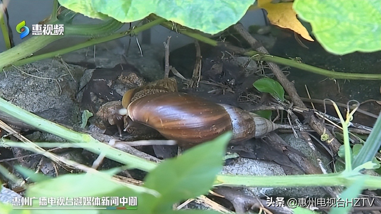 非洲大蜗牛出没雨后要小心
