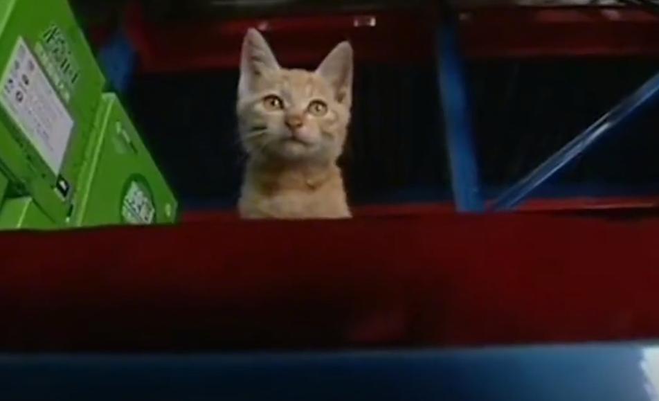 为了保护粮厂的粮食，男子训练出几十只特种猫，厂内展开猫鼠大战