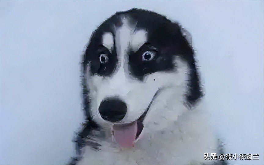 二傻子哈士奇怎么养,双血统哈士奇好养吗