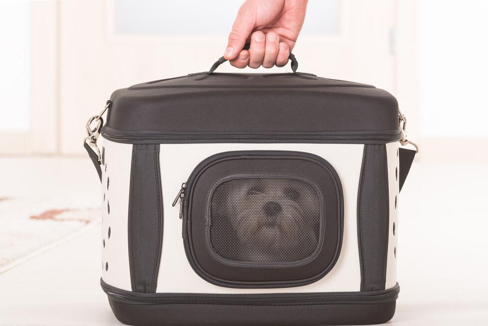 朋友要把自己养的宠物寄给我,怎么寄呢