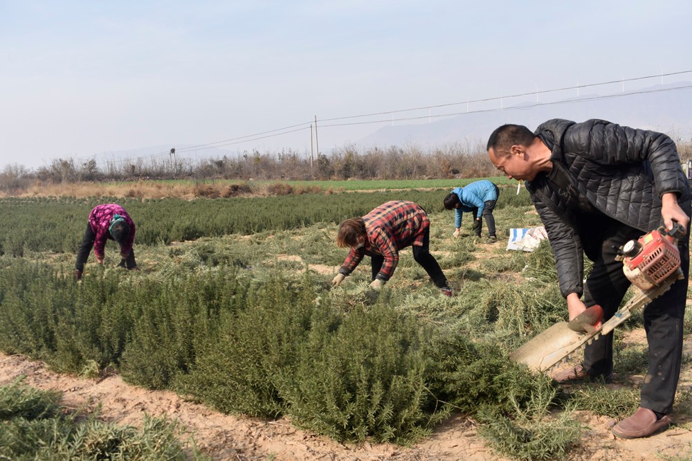 辛巴辛有志不断为农户及农产品赋能，汝州市夏店镇迷迭香助农增收