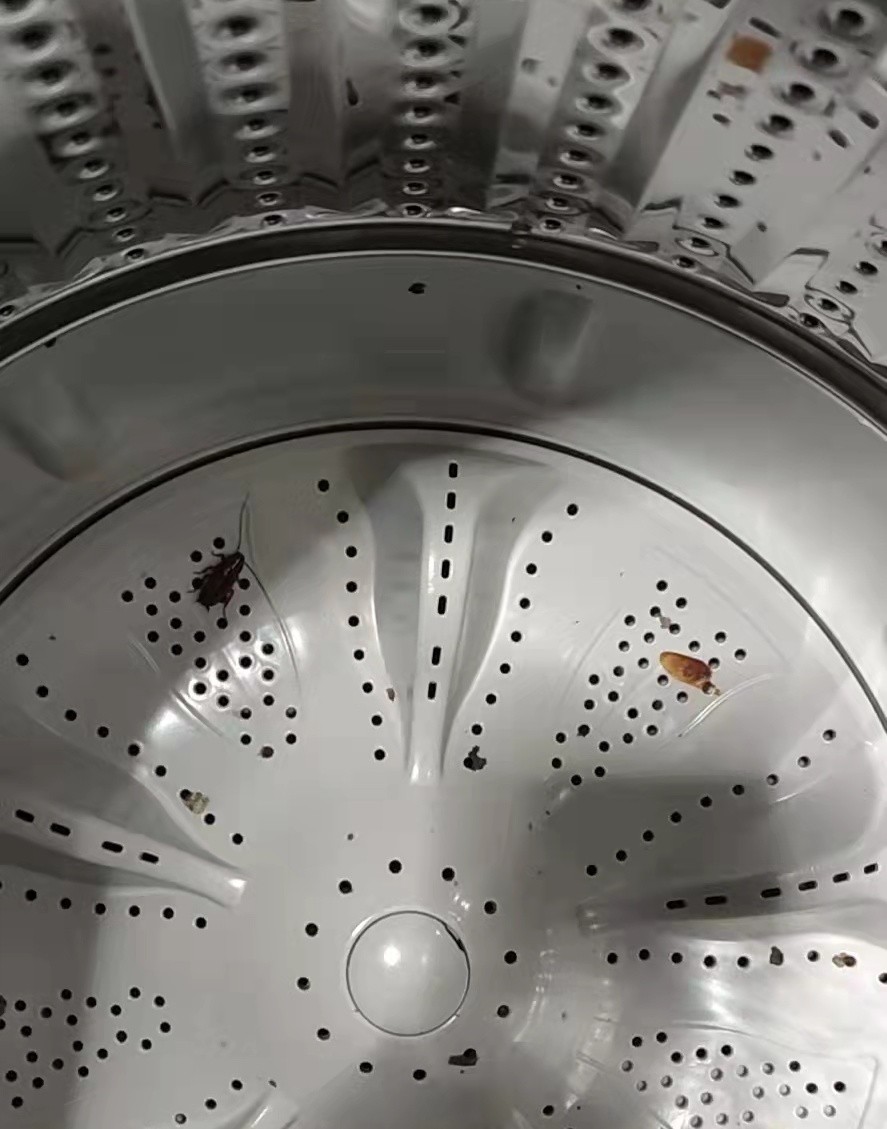 杀虫剂杀得了蟑螂吗,家里的蟑螂用杀虫剂都杀不死