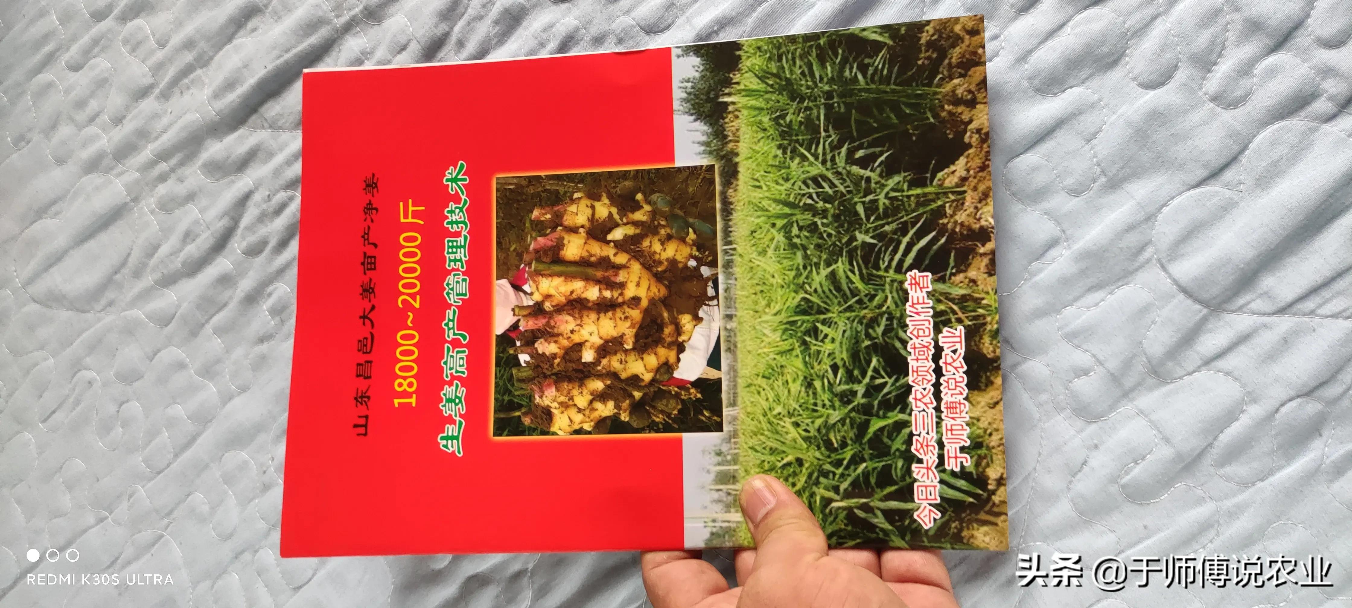 种姜不挖老姜行不行,种姜真的不容易种