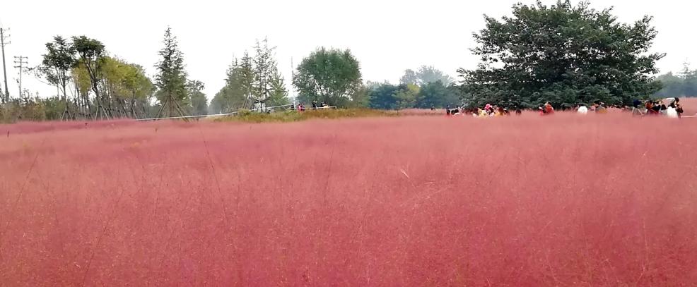 郑州赏花游玩推荐景点,郑州踏青旅游攻略