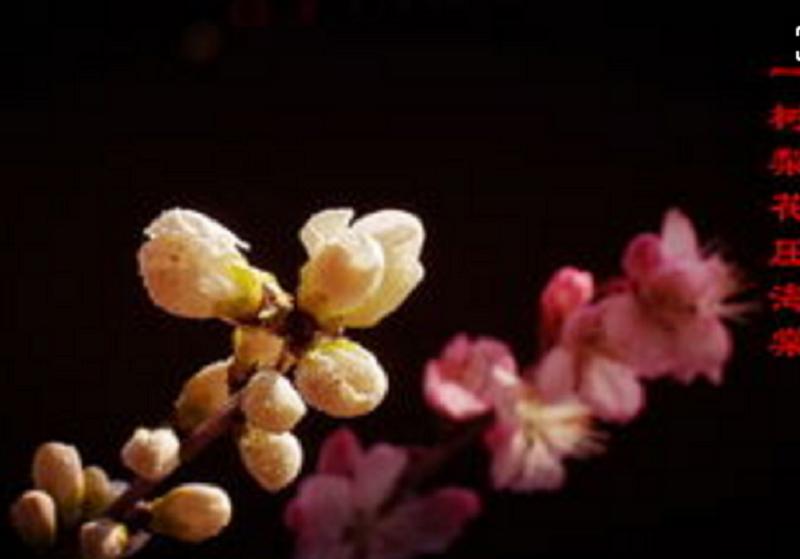 苏东坡一首千古奇诗,苏东坡写了一首诗被笑了一千年