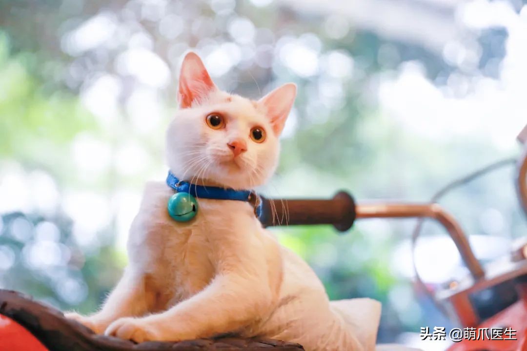 这只叫“长生”的猫咪，真实身份是美人鱼