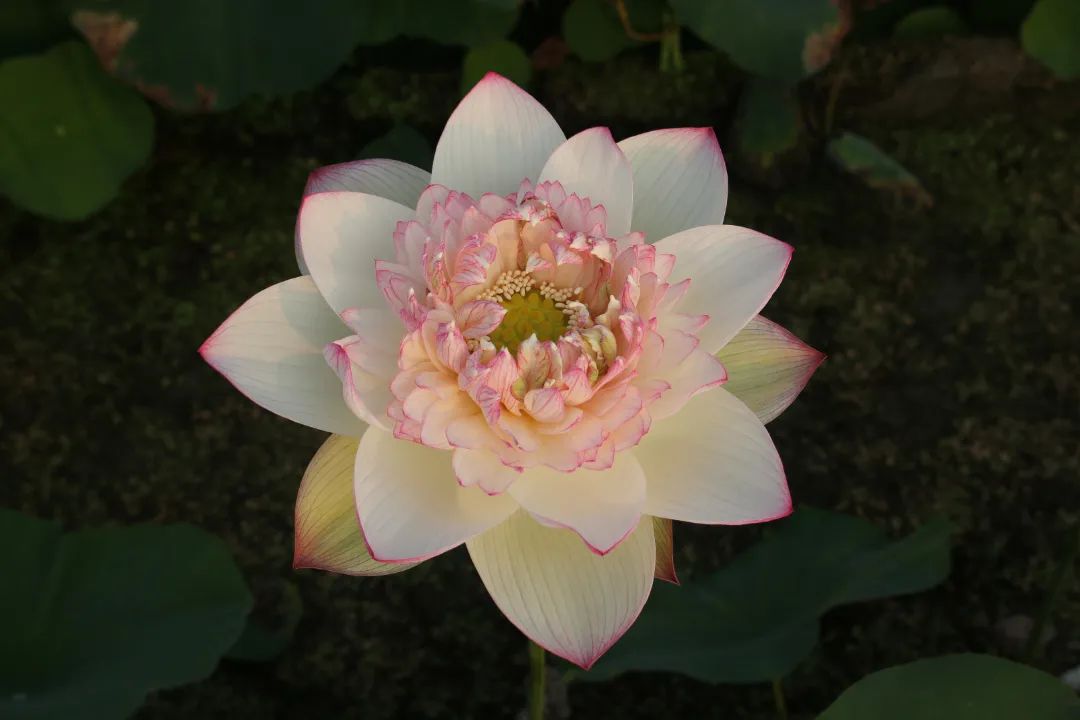 绝美的荷花品种大全图集,超好看荷花品种大型荷花