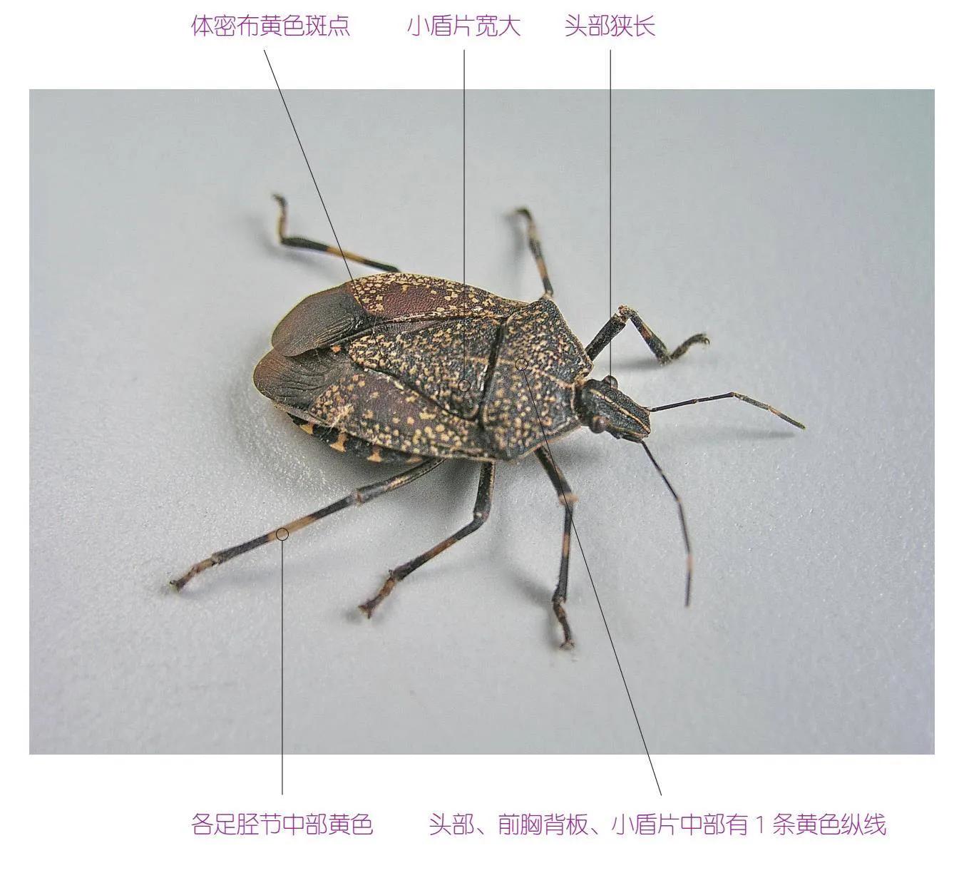 30种可以吃且美味的虫子图,33种昆虫图片大全