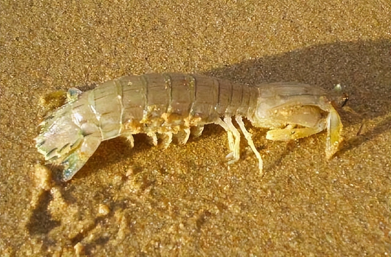 海洋动物体内的原肌球蛋白含量，是否会引起人体食物过敏？