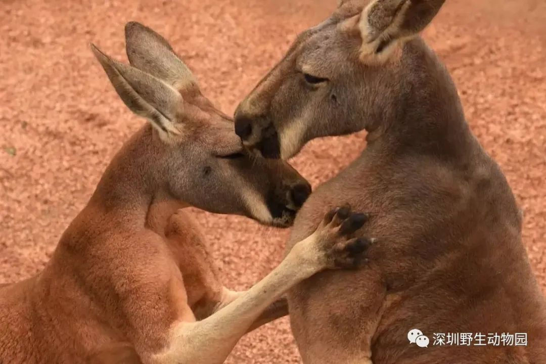 七夕深圳情侣应该去哪里约会,深圳超浪漫的七夕约会圣地推荐