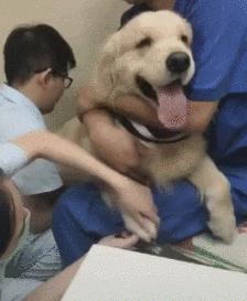 新人养狗首选什么狗,养狗首选这7种狗不贵又好养