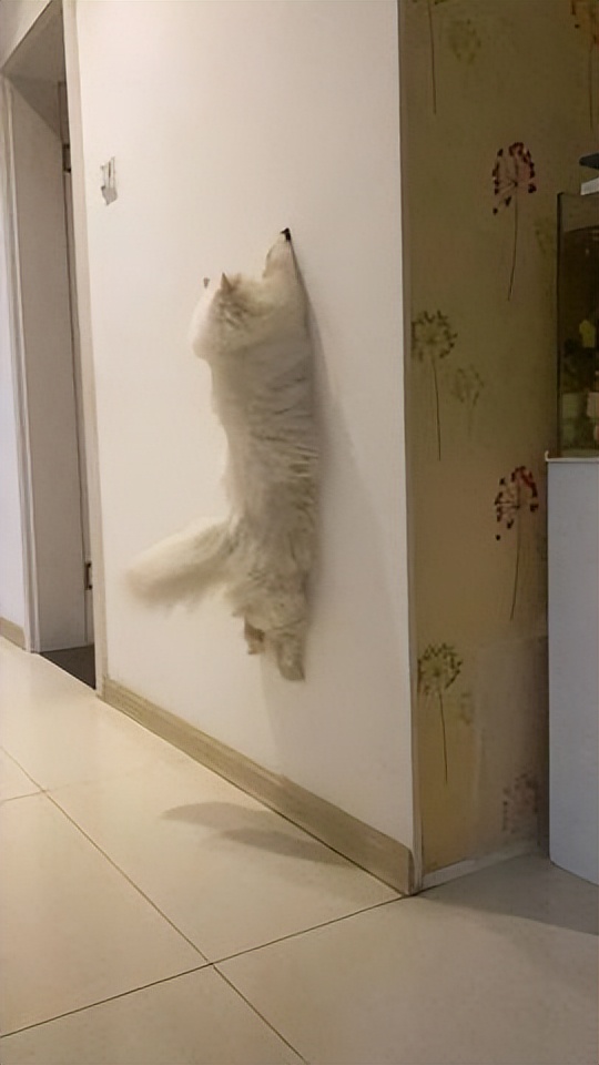 网友画“壁虎”想耍耍自家猫，可没想到…把全网的猫都给骗了
