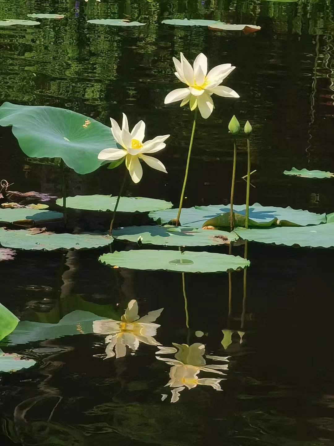 夏天厦门三亚北海到底选哪个好玩,厦门夏天哪个景区最好