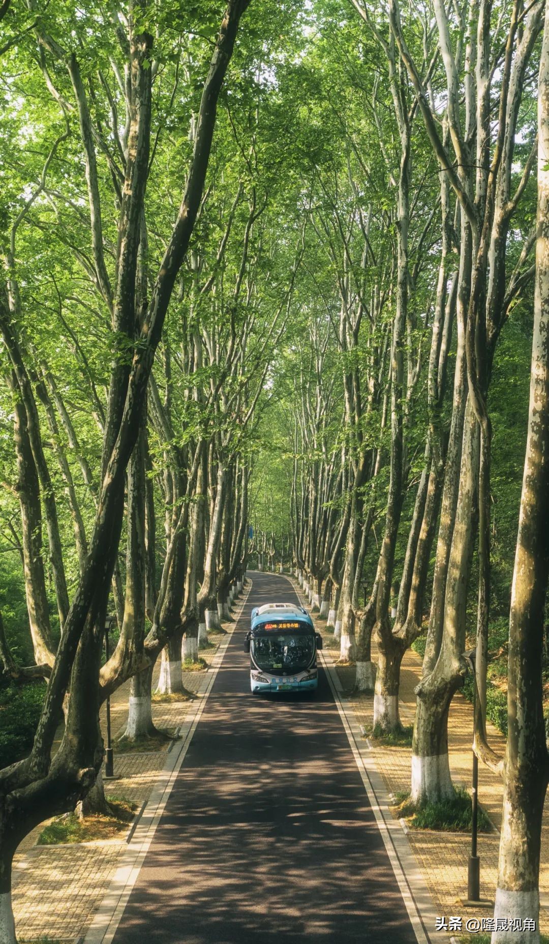 只有南京才有的树,树是南京树