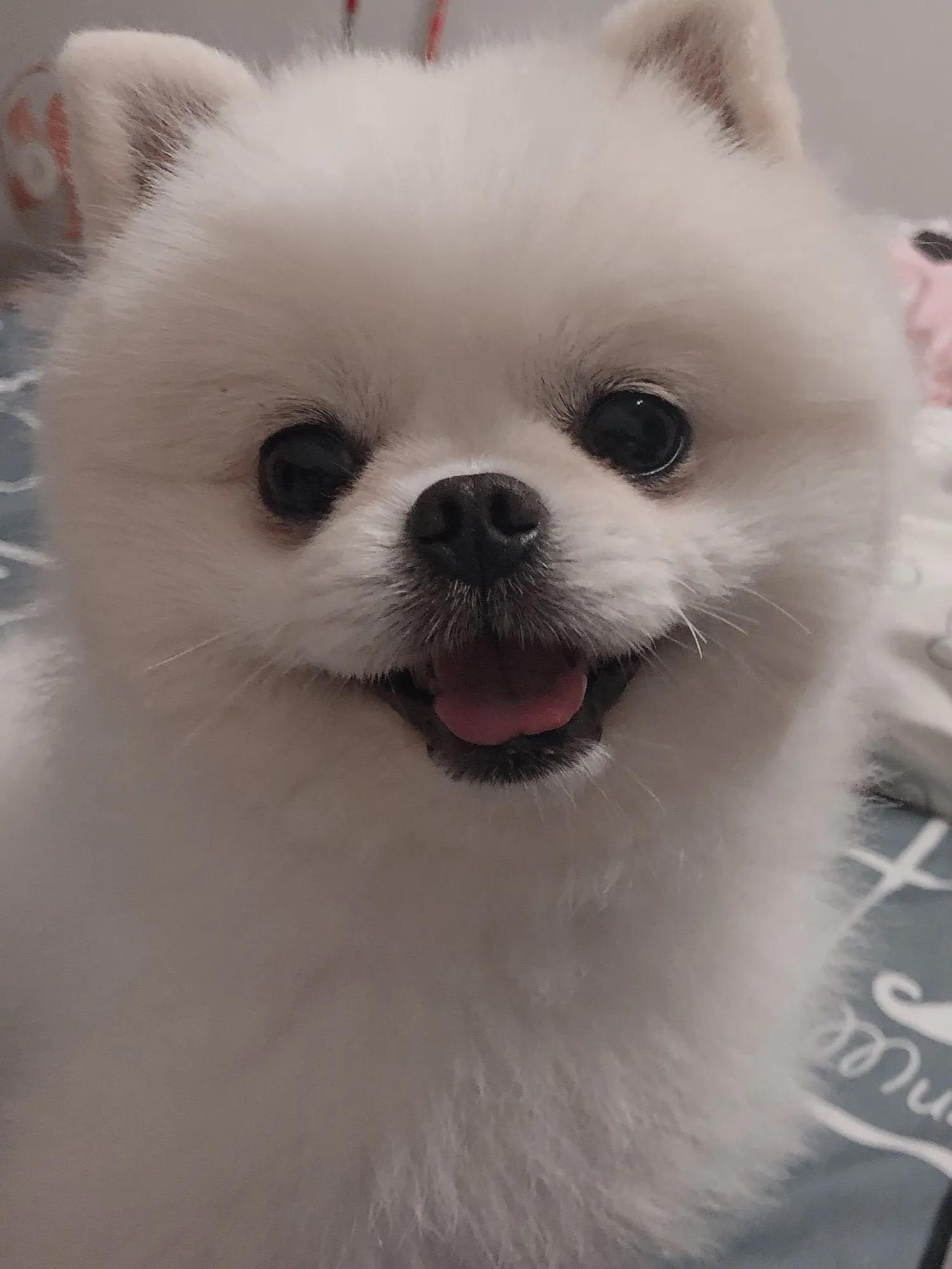 5岁博美新手养狗入门必备攻略,博美幼崽养狗新手入门必知